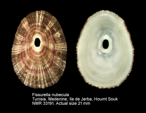 Fissurella nubecula (7).jpg - Fissurella nubecula(Linnaeus,1758)